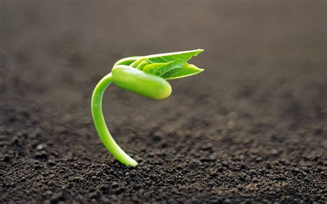 Sprout .